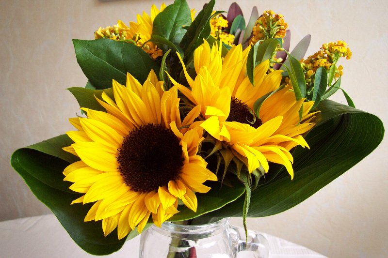 Zonnebloemen